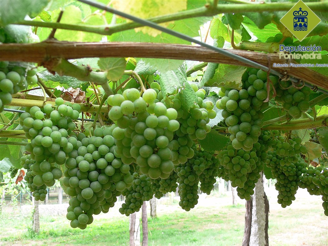 Phytosanitary alerts by the Regional Government of Galicia regarding dangerous pests, or adverse meteorological conditions affecting vineyards on date 7.08.2015